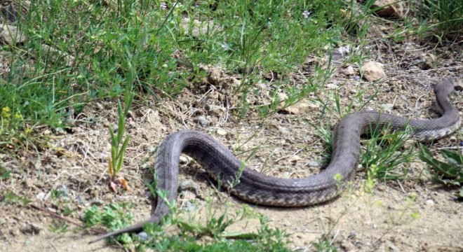 Oltu'da Hopa engereği görüldü