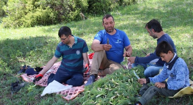 Oltu'da çaşır zamanı