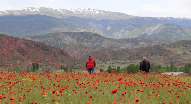 Oltu'da gelincik şöleni