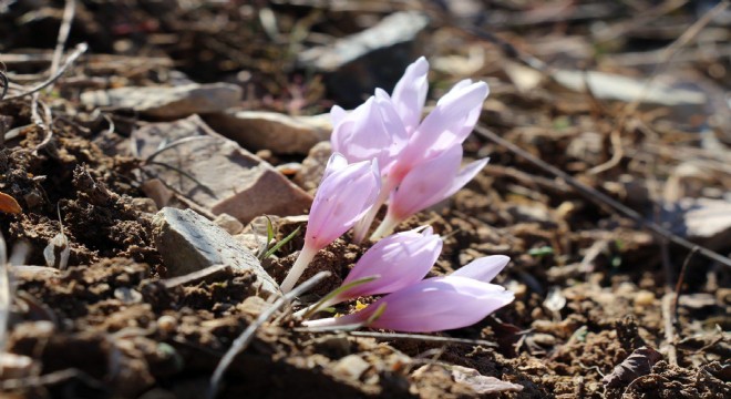 Oltu'da kardelenler açtı