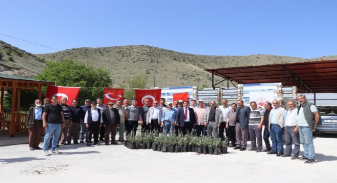 Oltu'da zeytin üretimine destek