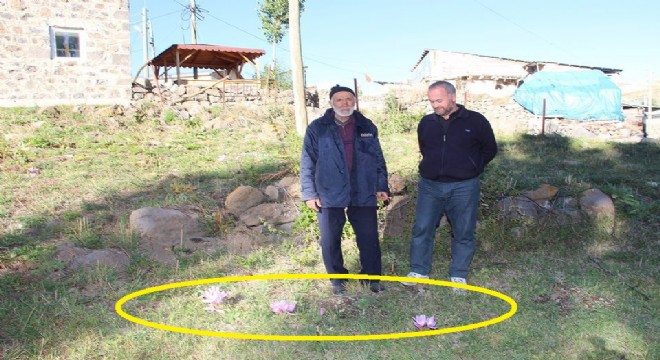 Olur'da kar çiçekleri açtı