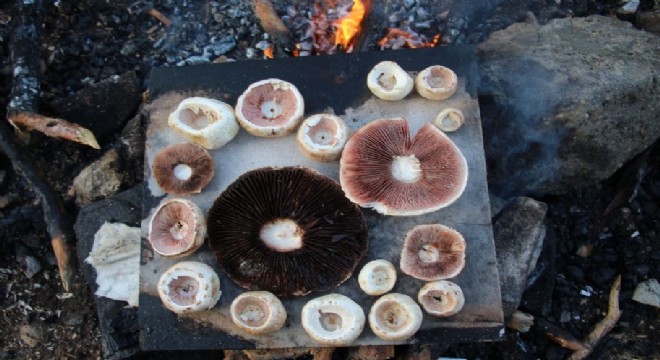 Ormanağzı'nda mantar bereketi