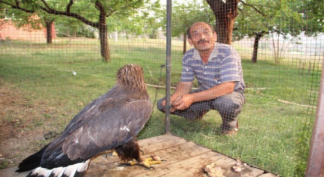 Paşalı'da kartal seferberliği