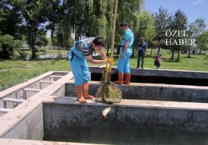 Su Ürünleri'nde Canlı Alabalık satışı başladı