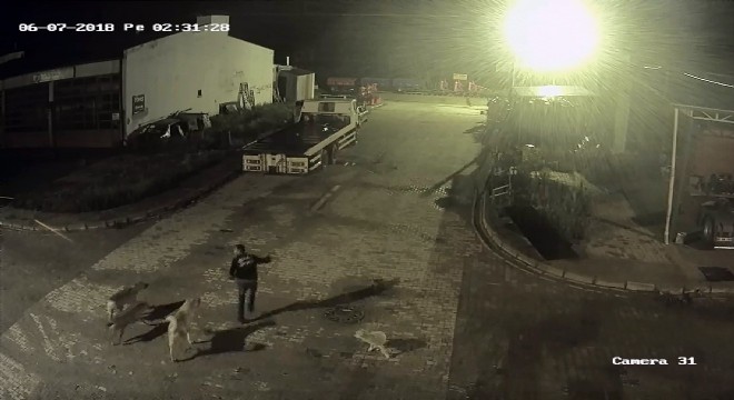 Şehre inen kurdu, bekçiler kovaladı