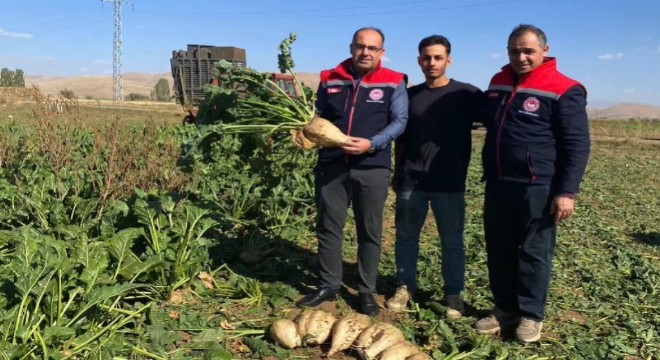 Şeker pancarı sökümü başladı