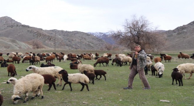 Sürüsünü dronle yönetiyor