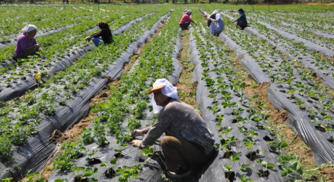 Tarım - ÜFE yıllık yüzde 36,09 arttı