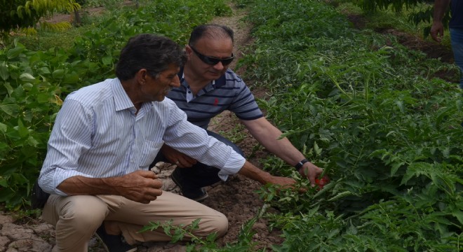 Tarla'da 60 kuruş, tezgahta 1.5 lira..!