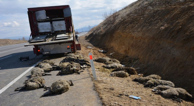 Tır devrildi, 33 koyun telef oldu