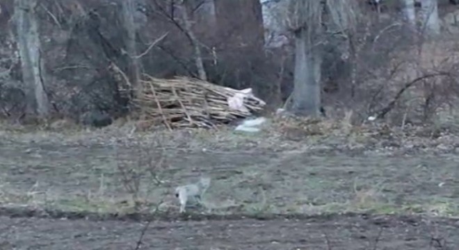 Tortum Alapınar'da vaşak görüntülendi