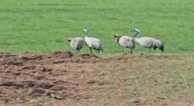 Türkülere konu olan turnalar görüntülendi