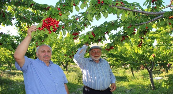 Uzundere'de Kiraz Mevsimi