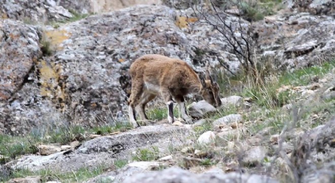 Uzundere'de yabani dağ keçileri görüntülendi