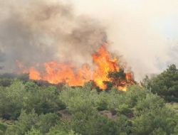 İspir'de orman yangını