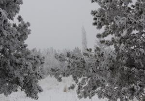 Erzurum'da yaşam gündemi: kar ve soğuk