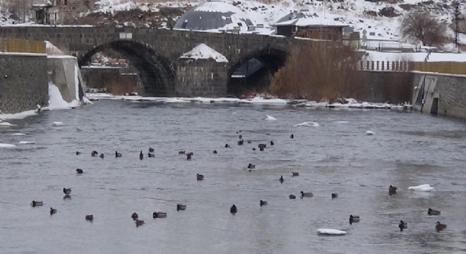 Yaban hayatı şehre indi