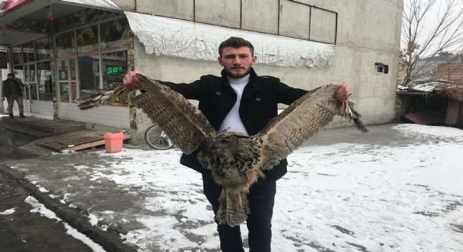Yaralı baykuş tedaviye alındı