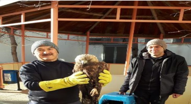 Yaralı kaya kartalı Erzurum'da tedavi altına alındı