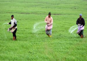 Tarımda kayıtlı çalışan yok gibi