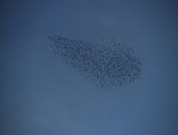 Kuşların gökyüzündeki dansı