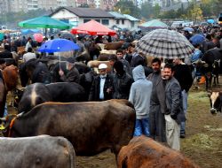 Besiciler tedirgin…