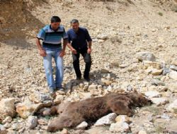 Oltu'da bir boz ayı vurulmuş halde bulundu