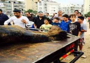 Cirit sahasında gözyaşı