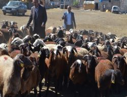 Doğu'dan kurban sevkiyatı başladı