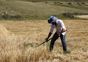 Erzurum'da Çiftçi destekleme ödemeleri başladı