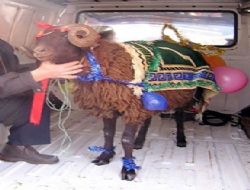 Kurbanda 1000 yıllık gelenek