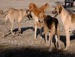 Köpeklerin saldırısından kaçarken kalçasını kırdı