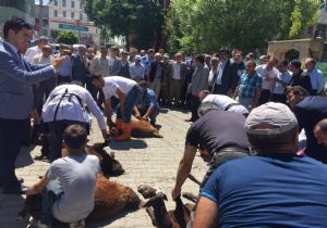 Horasan'da şükür kurbanı kesildi