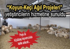 DAP'tan hayvancılıkta yeni yaklaşım