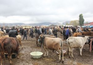 Kurbanlık satıcıları aradıklarını bulamadı