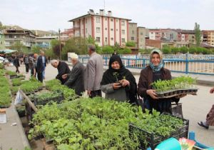 Kuraklık Oltulu fidecileri de vurdu