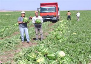 Erzurum karpuz üretiminde 74'üncü sırada
