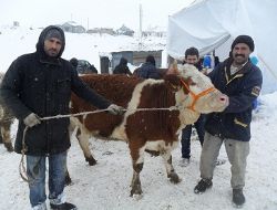 Karayazı'da besicilik atılımı