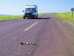 Kuşlar trafik kurbanı