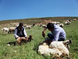 Koyun kırkma sezonu başladı