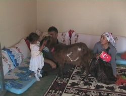 Ay yıldızlı kuzu görenleri şaşırtıyor