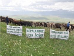 Merdiven Köy merasında ıslah başarısı