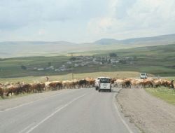 İnek sürüsü yolu  kapattı