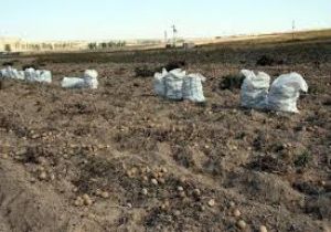 Erzurum patates üretiminde 12'inci