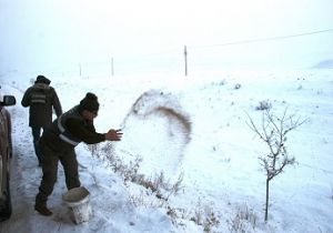 Doğu'da ağaçlar ‘buz' açtı