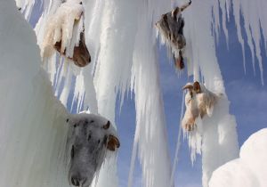 Şiddete, sanatlı tepki