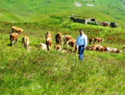 Şenkaya'da yayla geleneği yaşatılıyor