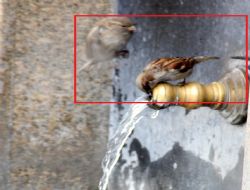 Serçelerin buz çilesi