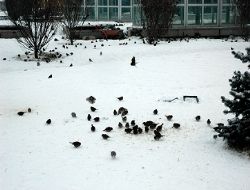 Onların da canı var